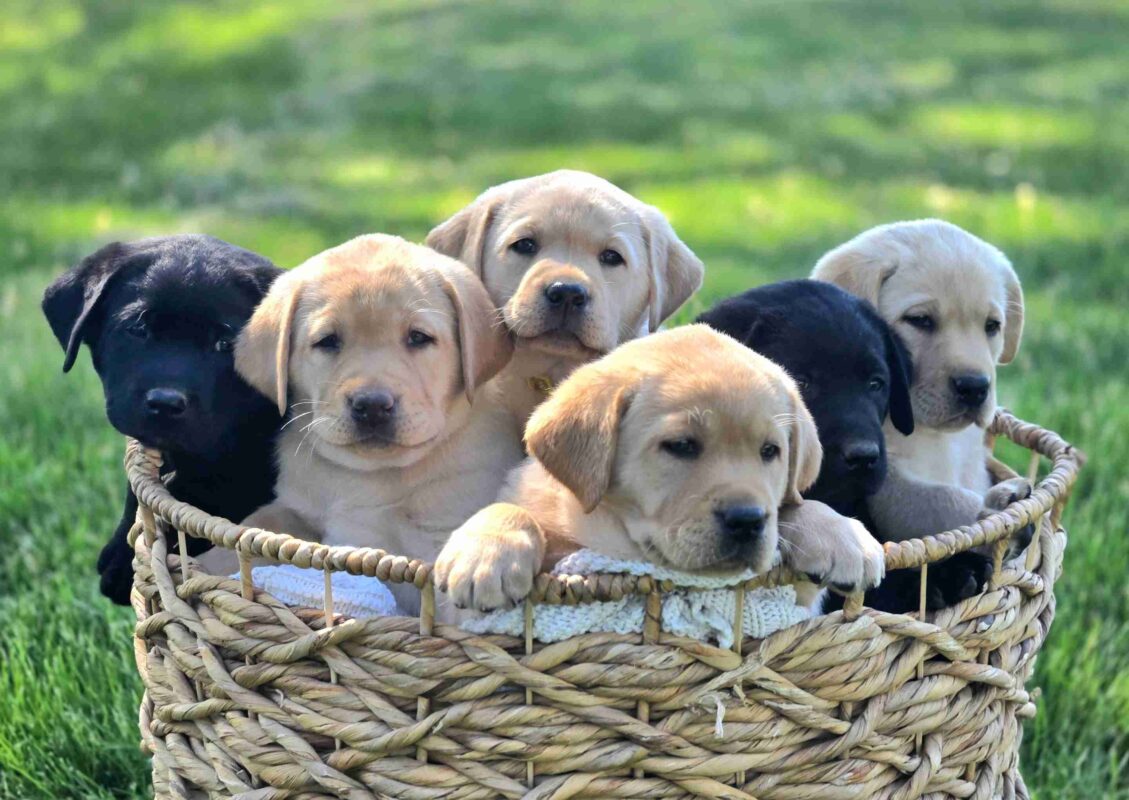 Labrador puppies for sale near me