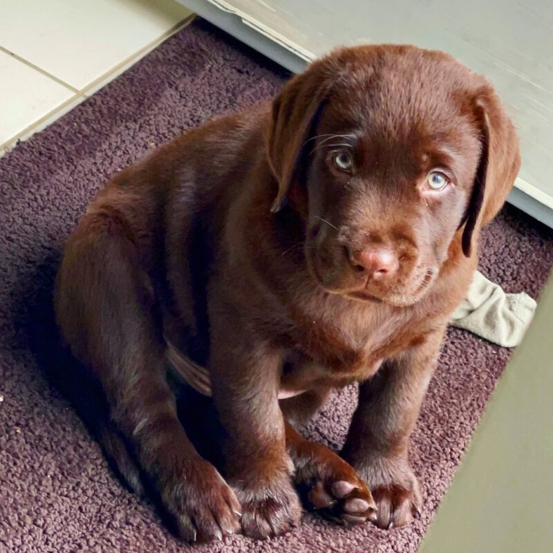 Labrador Puppies for sale near me