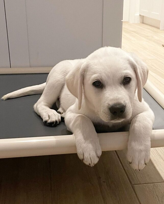 Labrador Puppies for sale