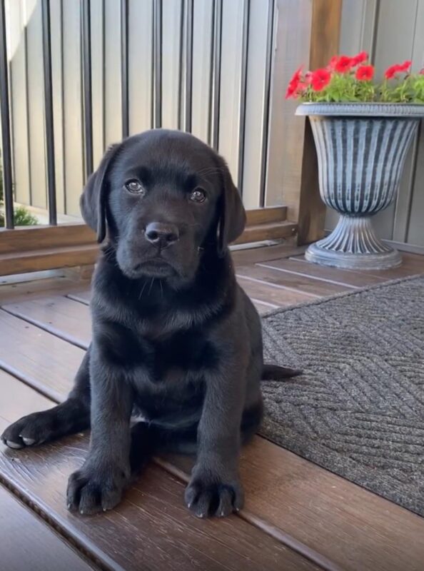Labrador puppies for sale
