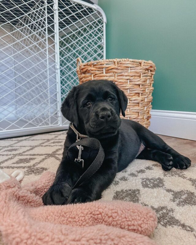 Labrador Puppies for sale near me