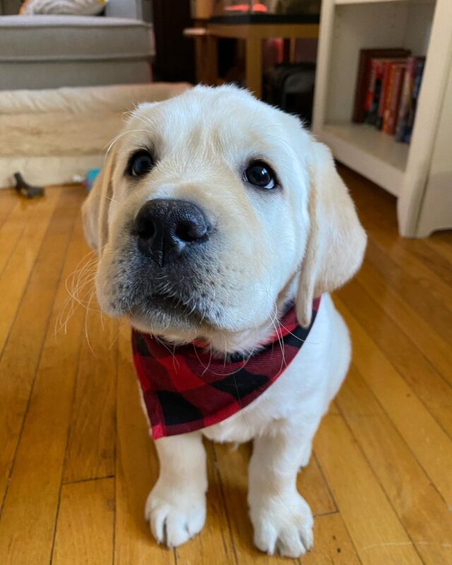 Labrador Puppies For Sale