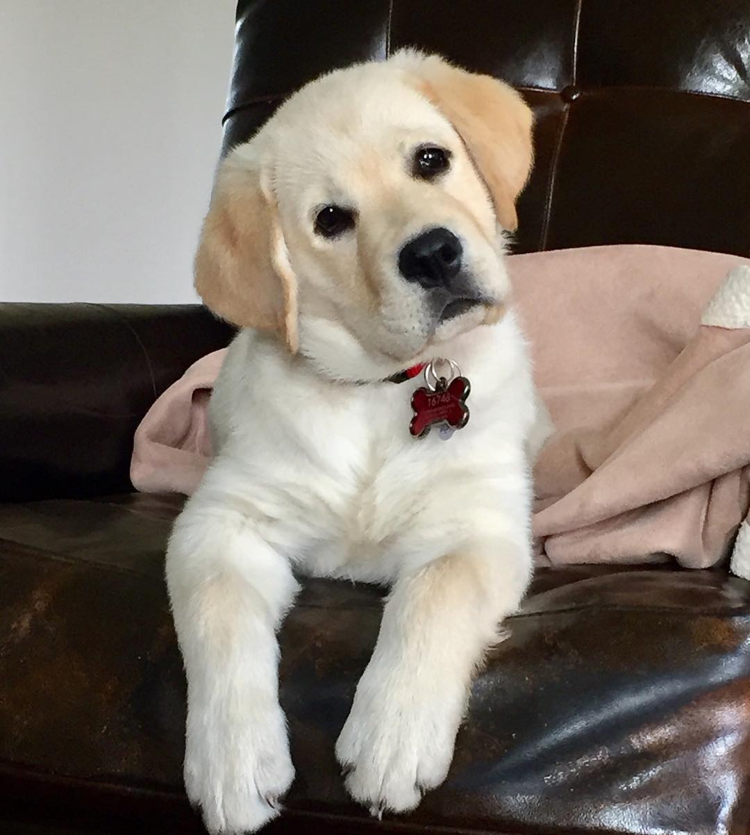 Labrador puppies for sale