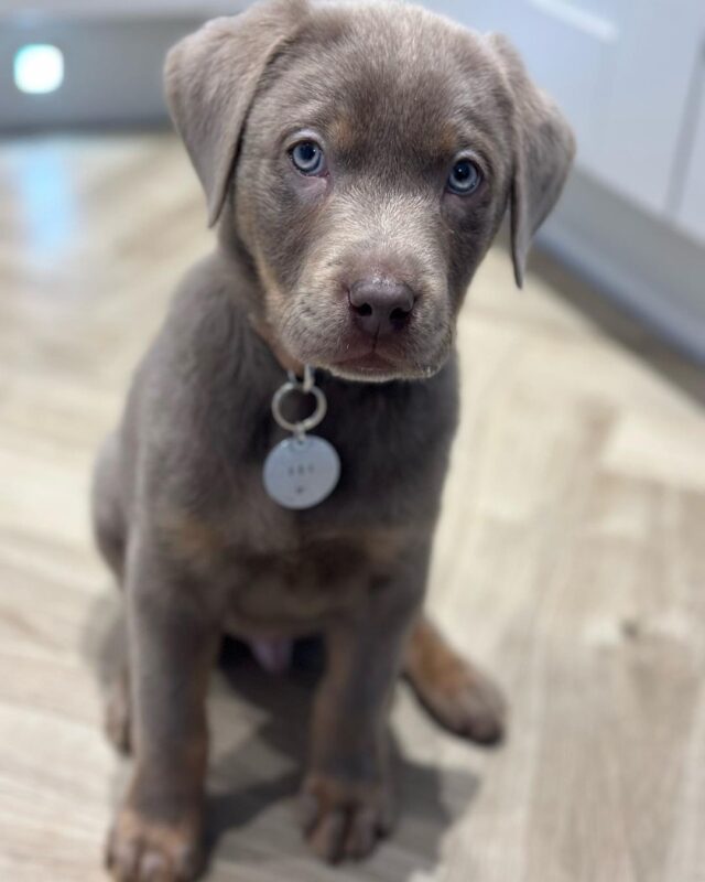 Labrador Puppies for sale near me