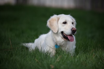 labrador puppies for sale near me